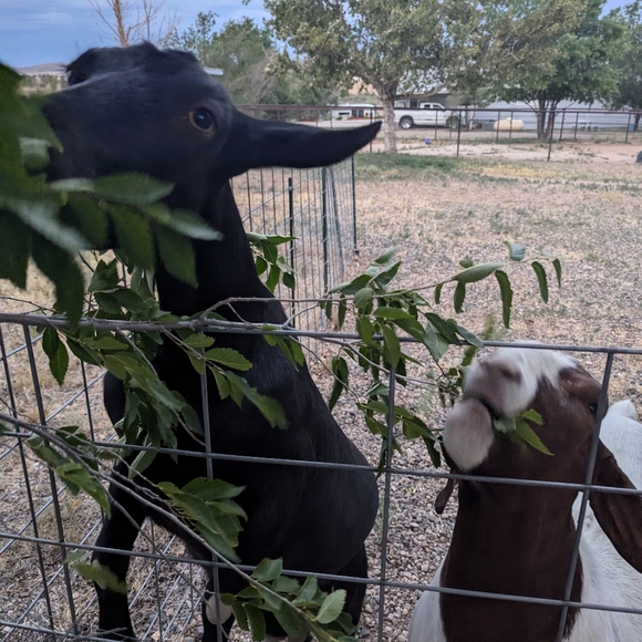 Meet your Posher, Stacey. - Picture 6 of 6